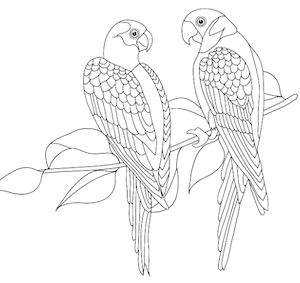 To papegøjer tegning
